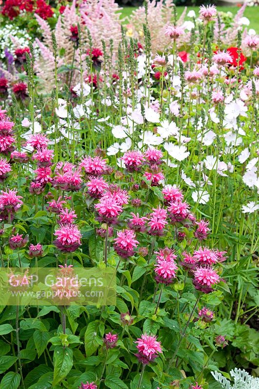 Monarda 'Pink Lace' and Sidalcea 'Elsie Heugh' in summer herbaceous border