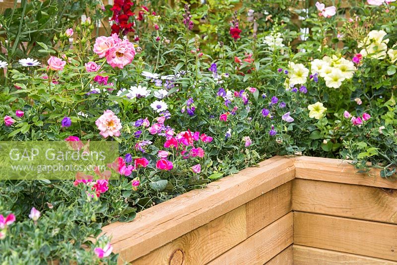 Bedding and Patio Roses, Sweet peas and Petunias in raised WoodBlocX border