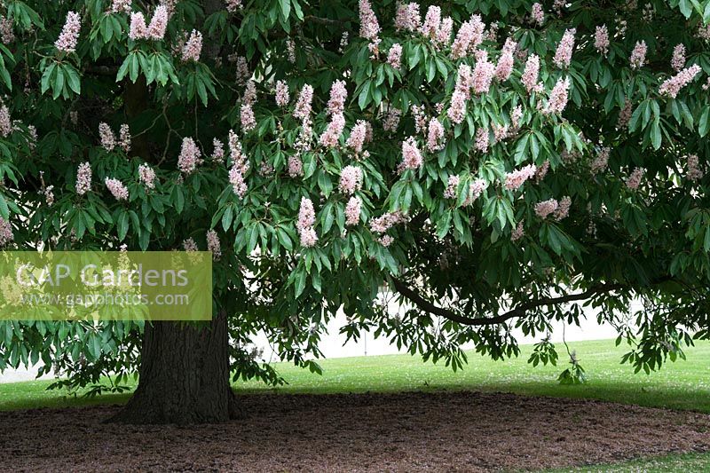Aesculus indica 'Sydney Pearce' - Indian horse chestnut 'Sydney Pearce' in flower