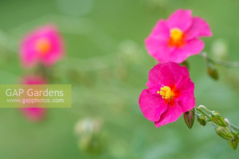 Helianthemum Bunbury - Rock rose, bunbury flower 