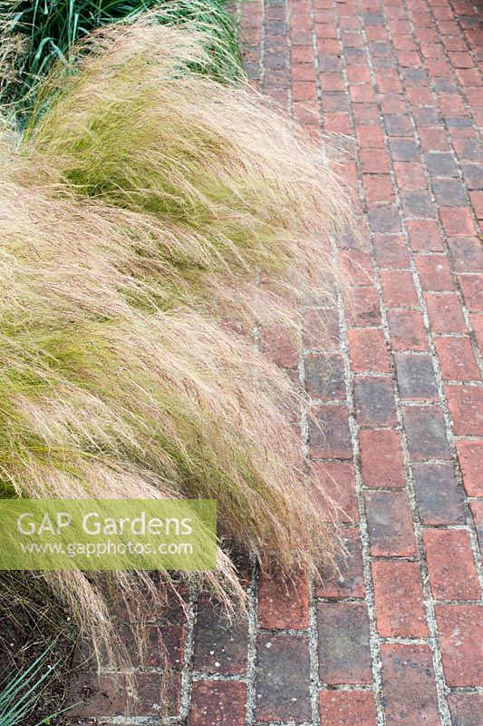 Stipa tenuissima - Feather grass and red brick path