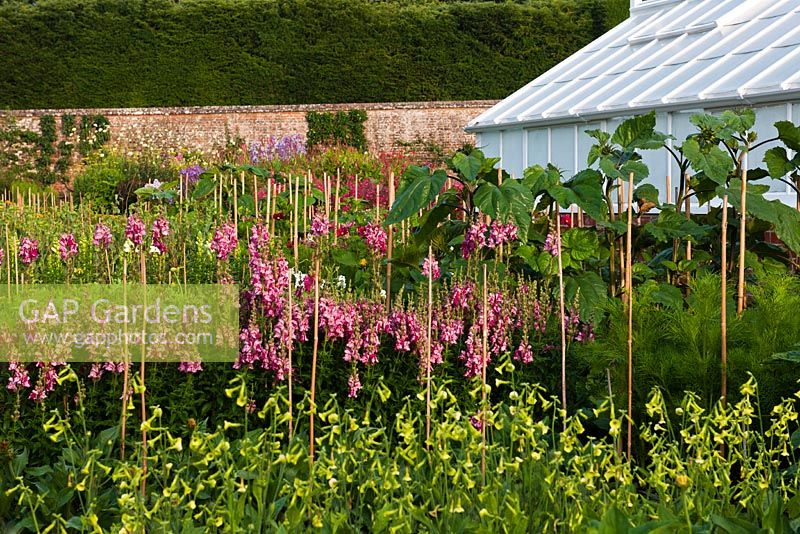Flowers for cutting including Antirrhinum 'Purple Twist'  and Nicotiana growing in rows, West Dean walled garden