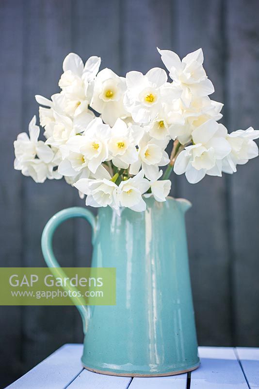 Floral arrangement of Narcissus 'Thalia' in a jug