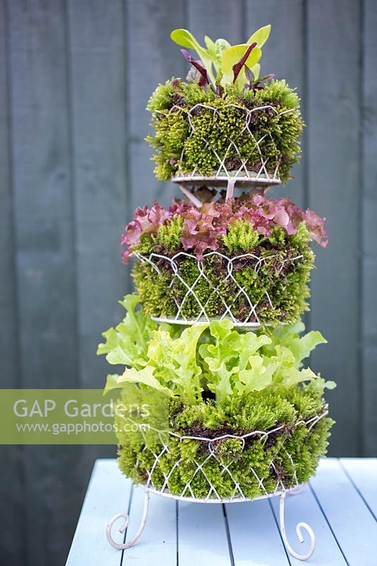 Tiered stand planted with Lettuces encased by moss