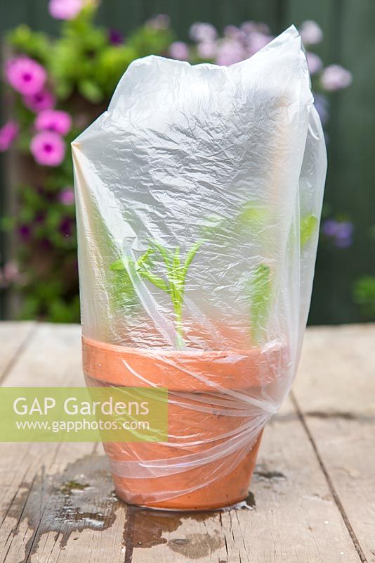 Plastic bag providing insulation and promote healthy growth