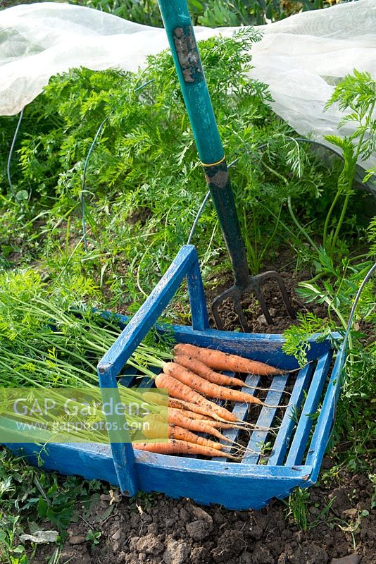 Freshly dug carrots 'Early nantes', in blue trug, showing enviromesh for fly protection