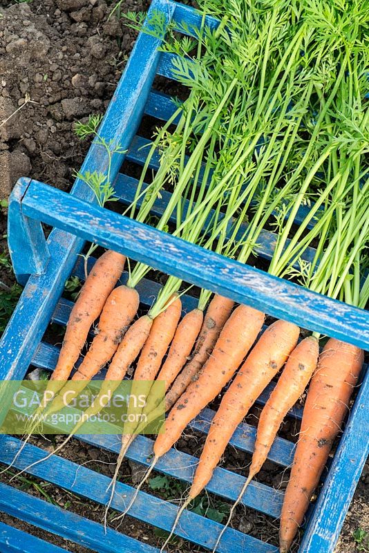 Freshly dug carrots 'Early nantes', in blue trug
