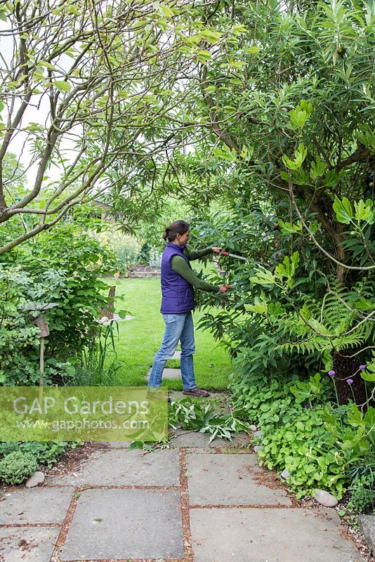 Clearing an overgrown path - Woman using loppers to cut back Buddleja globosa.
