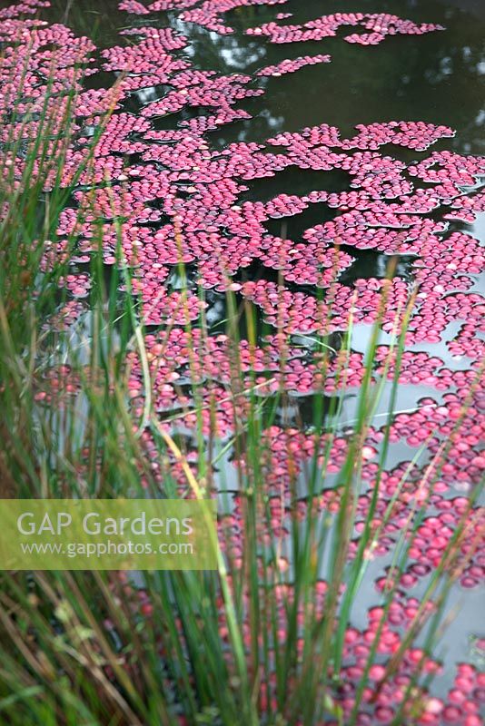 Pond filled with fresh cranberries' 'Wellbeing Wetlands'' from Gardens Now and inspired by Ocean Spray. Large Garden Gold Medal Winner at Bloom 2014, Ireland