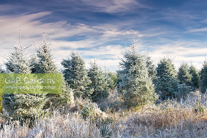 Frosty Christmas Tree field in Suffolk, England, UK in Winter.