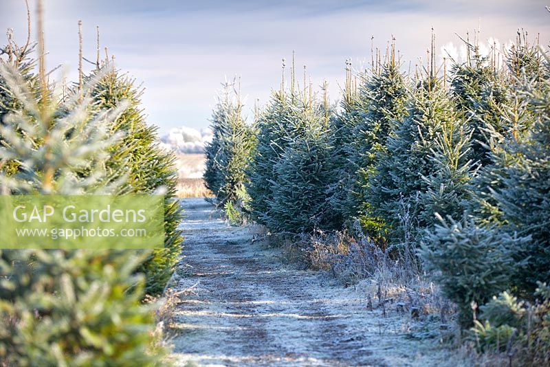 Path through frosty Christmas Trees in a field in winter. Conifers. December.