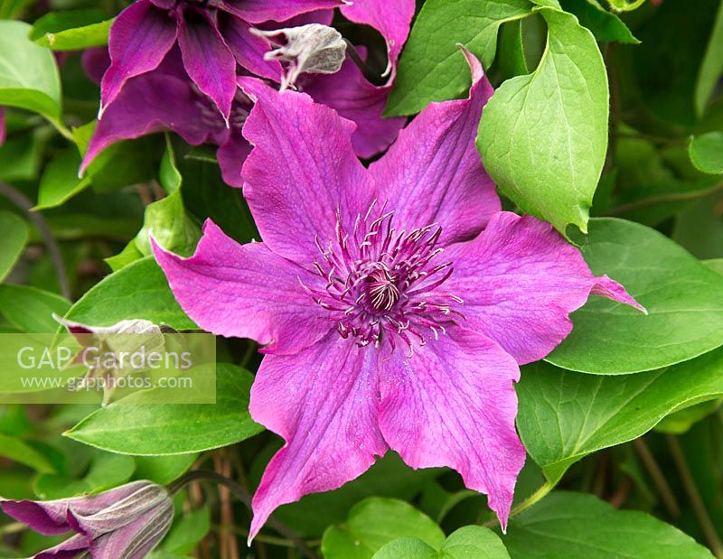 Clematis 'Guiding Promise'