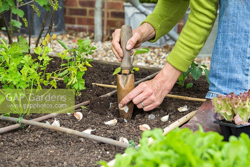 Planting garlic cloves within a square foot gardening raised bed