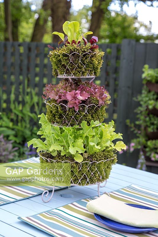 Tiered planter containing a variety of lettuce encased by moss