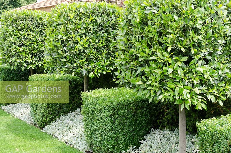 Half standard cubes of Laurus nobilis, clipped Buxus sempervirens underplanted with Stachys byzantina - The Just Retirement Garden, RHS Hampton Court Palace Flower Show 2014 - Design: Jack Dunckley - Sponsor: Just Retirement