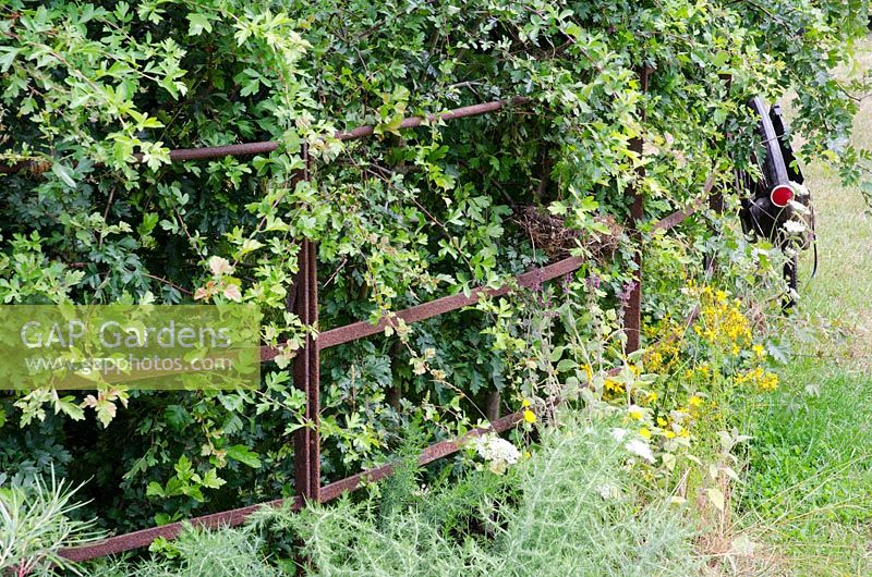 Bike parked next to a metal rail fencing with with Hawthorn hedge (Crataegus monogyna) - The Flintknapper's Garden 'A Story of Thetford', RHS Hampton Court Palace Flower Show 2014 - Design: Luke Heydon - Sponsor: Businesses 