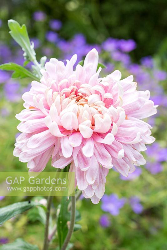 Chrysanthemum 'Bloom Allouise Pink' 