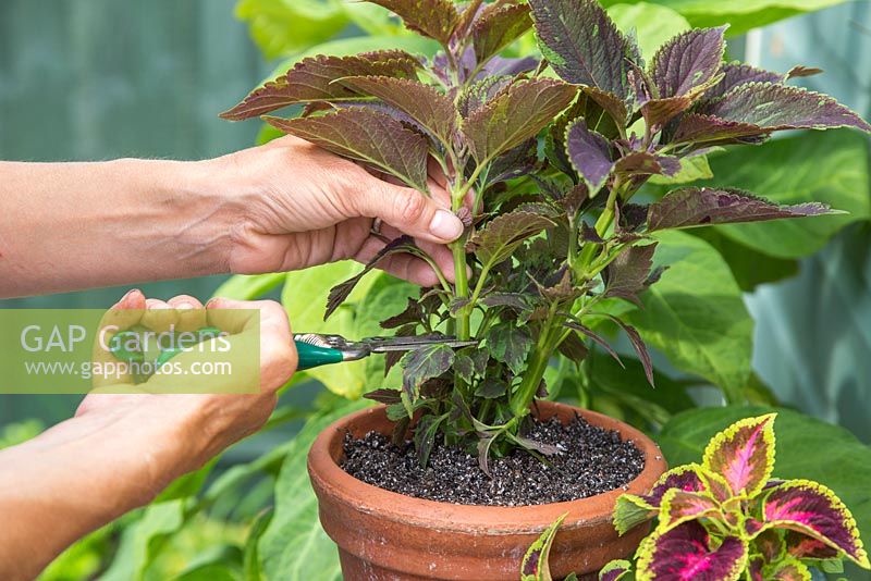 Taking Coleus cuttings from the mother plant 