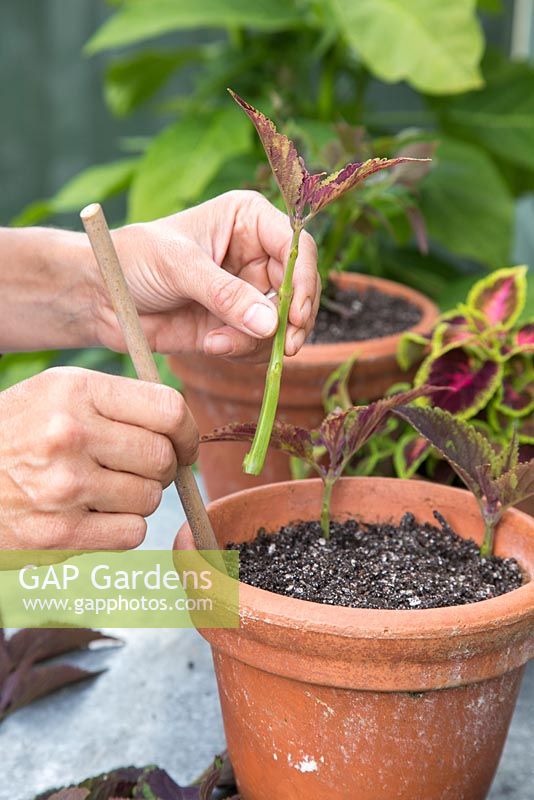 Planting the cuttings in a pot, ensuring there is equal spacing
