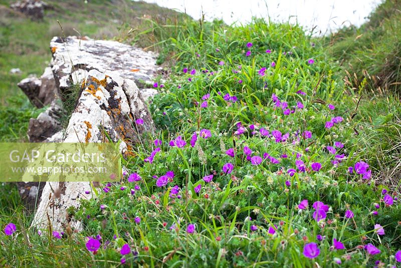 Geranium sanguineum - Bloody Cranesbill growing wild on cliffs near Kynance Cove, Cornwall. 