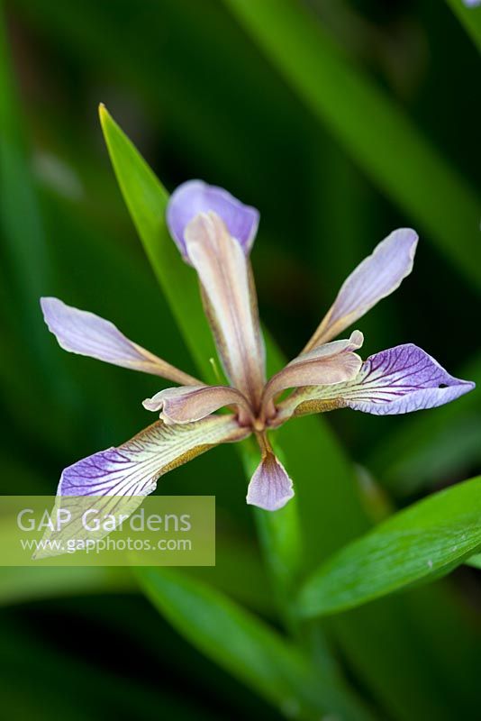 Iris foetidissima - Stinking Iris, Roast beef plant. 