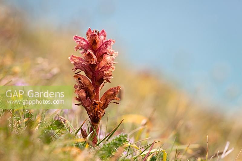 Orobanche alba - Thyme Broomrape growing wild on cliffs at Kynance Cove, Cornwall. 