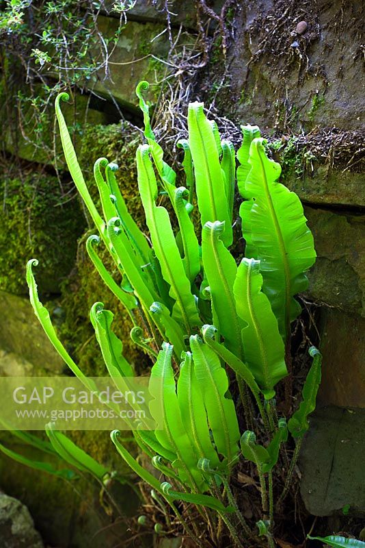 Asplenium scolopendrium AGM growing in a wall.  Hart's tongue fern