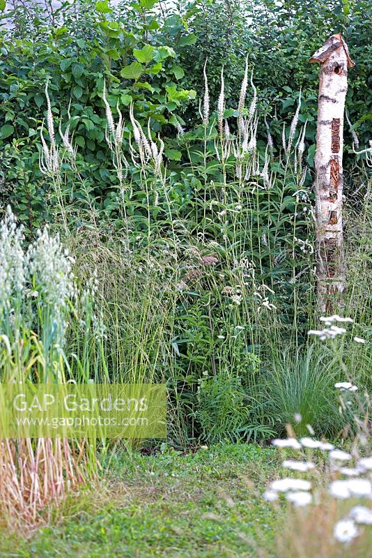 Veronicastrum virginicum 'Album', by insect or bird nesting betula 'tower' - Jordans Wildlife Garden.  Designer: Selina Botham. Sponsor: Jordans Cereals.  RHS Hampton Court Flower Show 2014