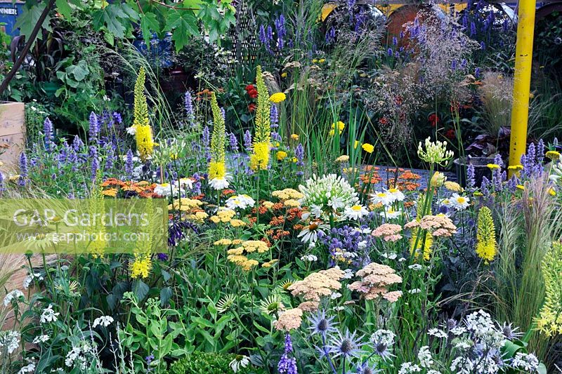 A Space To Connect and Grow. Eremurus, Echinacea 'White Swan', Agastache 'Blackadder', Achillea 'Terracotta' with bamboo water feature in background