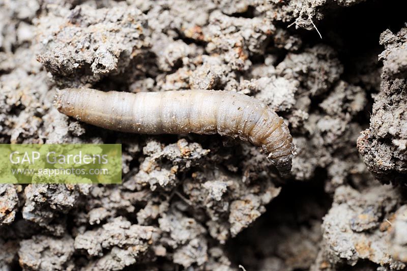 Tipula sp - Cranefly larva or Leatherjacket in garden soil, Wales, UK.