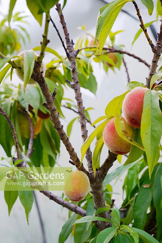 Prunus persica 'Bonanza', young Peach fruits in a polytunnel, Wales, UK
