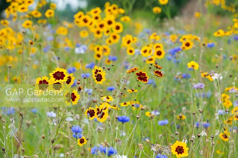 Coreopsis tinctoria - 'Dyers Tickseed' and Cornflowers in a wildflower meadow - July - Oxfordshire