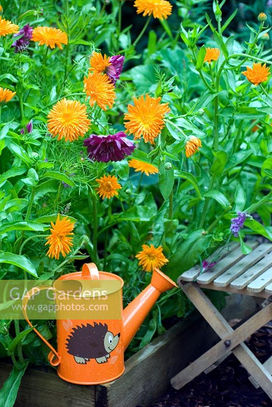 Vegetable bed with childs watering can and seat, Calendula 'Porcupine' and Cosmos 'Double Click Cranberries'