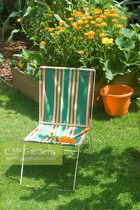 Vegetable bed with pumpkin, sweetcorn and calendula with vintage deck chair 