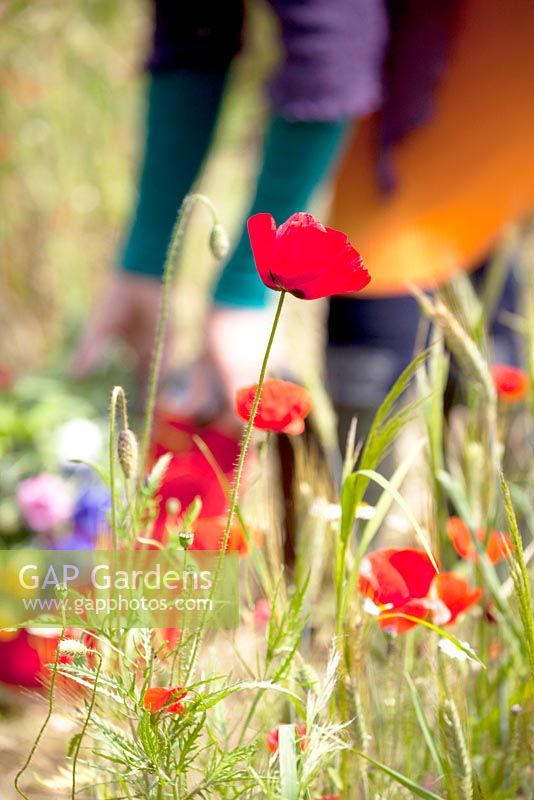 Woman picking wild flowers in the poppies field.