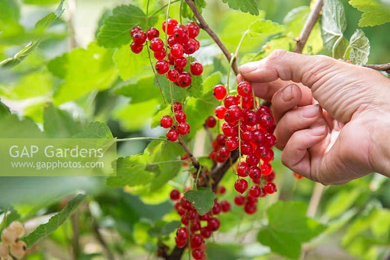 Harvesting fruit of Ribes rubrum 'Jonkheer van Tets'