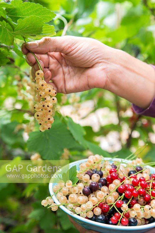 Harvesting fruit of Ribes nigrum 'Ben Nevis', Ribes rubrum 'Jonkheer van Tets' and Ribes rubrum 'Versailles'