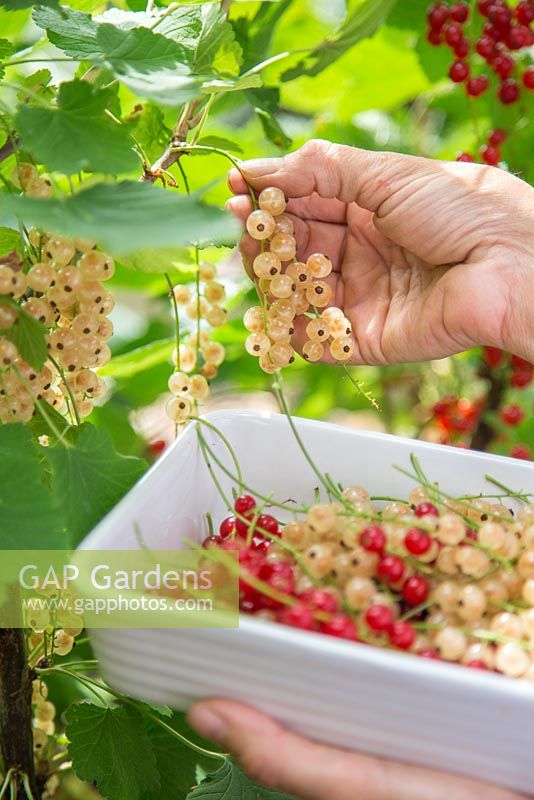 Harvesting fruit of Ribes rubrum 'Jonkheer van Tets' and Ribes rubrum 'Versailles'