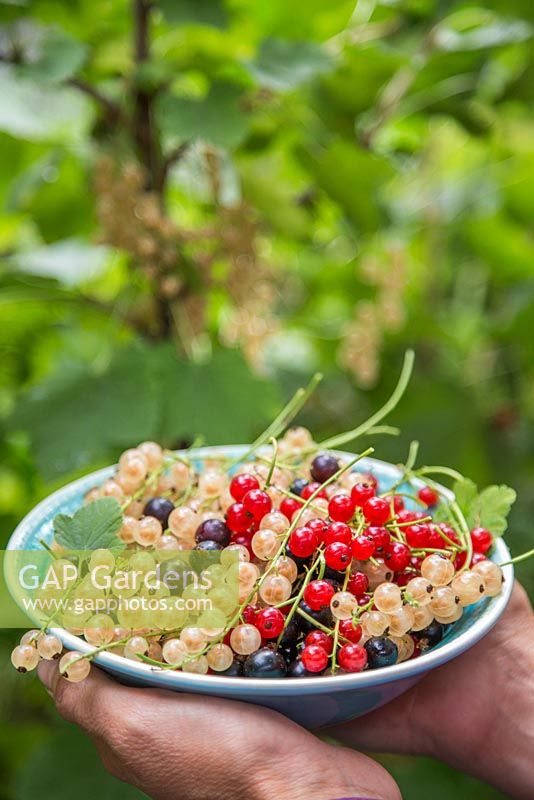 Harvested fruit of Ribes nigrum 'Ben Nevis', Ribes rubrum 'Jonkheer van Tets' and Ribes rubrum 'Versailles'