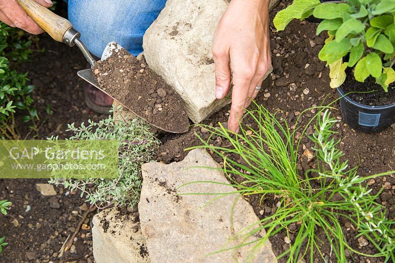 Planting Thymus 'Silver Posie' within the spiral wall
