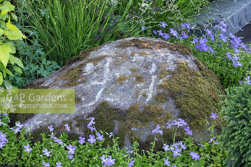 Moss covered boulders - The Brewer Dolphin Garden, designer Matthew Childs - RHS Chelsea Flower Show 2014
