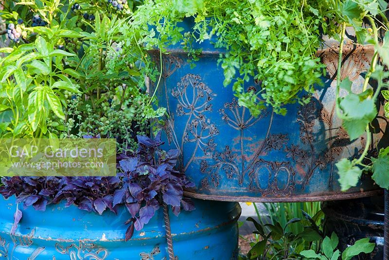 Garden: Metal, A Space to Connect and Grow. Best Summer Garden, gold medal winner. Herb planter made from recycled oil drum. Plants include chervil, purple basil, sweet basil (Ocimum basilicum), blueberry, sage (Salvia offcinalis) and a trailing cucumber 