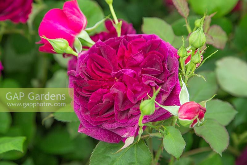 Rosa 'Munstead Wood' - English Old Rose Hybrid