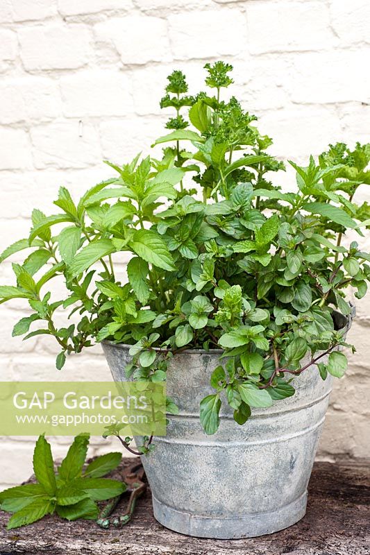 Different varieties of mentha - mint grown in old bucket - curly; basil; morrocan and peppermint