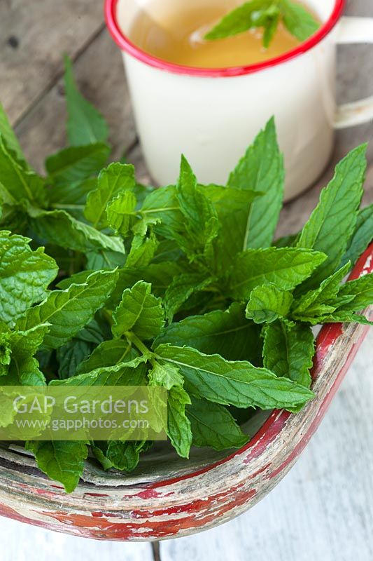 Mentha - cut mint in trug with cup of mint tea