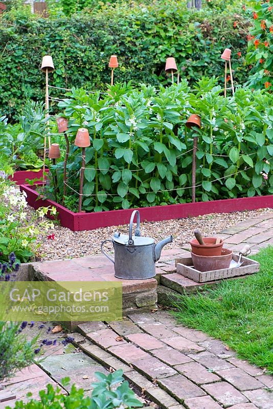 Small raised beds with crop of broad beans, 'Greeny', Norfolk, England, July
