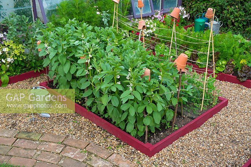 Small raised beds with crop of Broad beans, 'Greeny', Norfolk, England, July