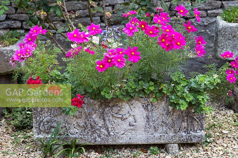 Stone troughs filled with Cosmos at Barbara Stockitts garden at West Kington, Wiltshire