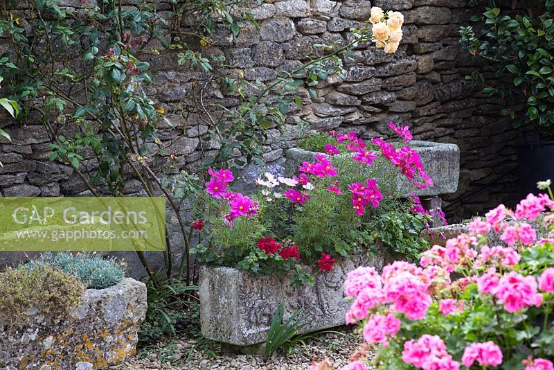 Stone troughs filled with Cosmos at Barbara Stockitts garden at West Kington, Wiltshire