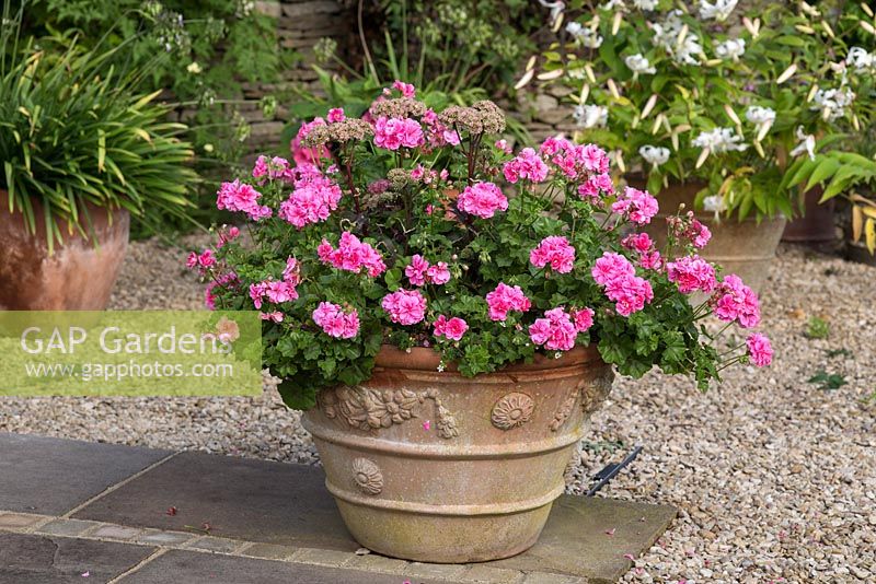 Large pot filled with Geraniums at Barbara Stockitts garden at West Kington, Wiltshire